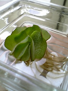 水草