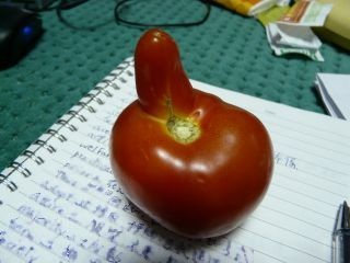 奇怪的蕃茄